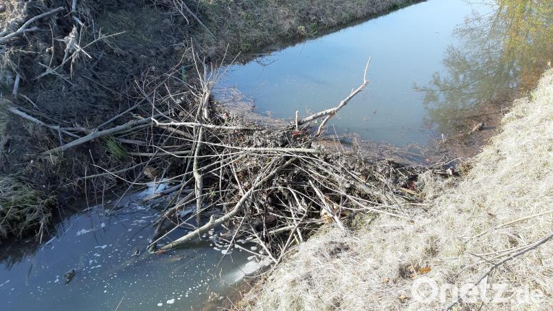 Mit solchen Dämmen wie hier in der Schweinnaab treibt der Biber die Anwohner des nahen Rehmühlbachs zur Weißglut. Hier kommt vor allem in den Sommermonaten oft zu wenig Wasser an. Archivbild: Kunz