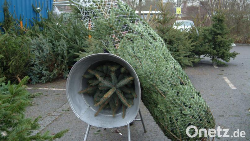 Der Bund Naturschutz appelliert an die Verbraucher, beim Christbaum-Kauf regionale Bio-Produkte zu wählen. Er wünscht sich außerdem mehr Anbieter. Symbolbild: Petra Hartl
