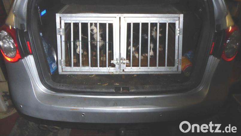 Anbei ein Foto der Antreffsituation der Hundewelpen. Bild: Polizeiinspektion Waldsassen/exb
