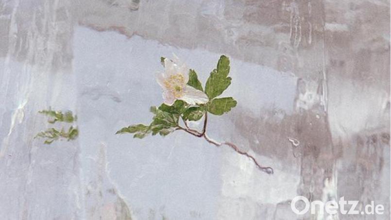 Elfterklang: Windflowers Bild: exb