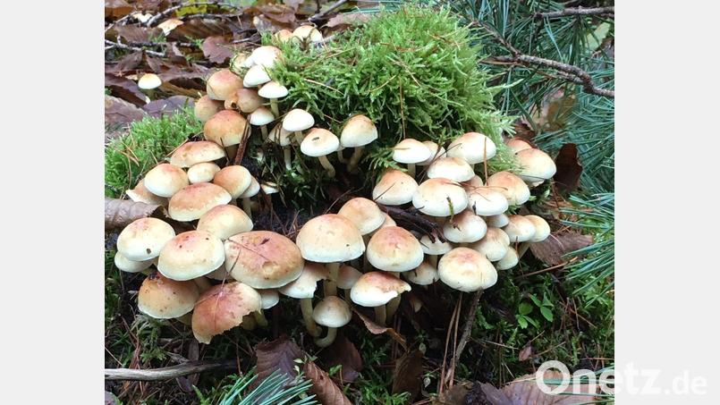 Wegen der frostigen Nächte dürfte es mit diesem Pilzstock in der Wagensaß bald vorbei sein. Bild: oy
