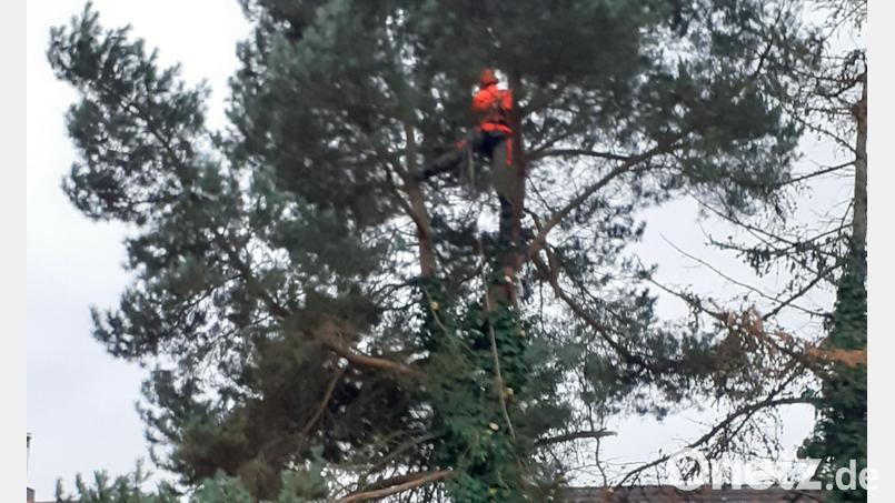 Jeden Ast der Föhre befestigt Danny Wachtl am Seil, um ihn gefahrlos zu seinen Helfern am Boden hinuntergleiten zu lassen. Bild: hka