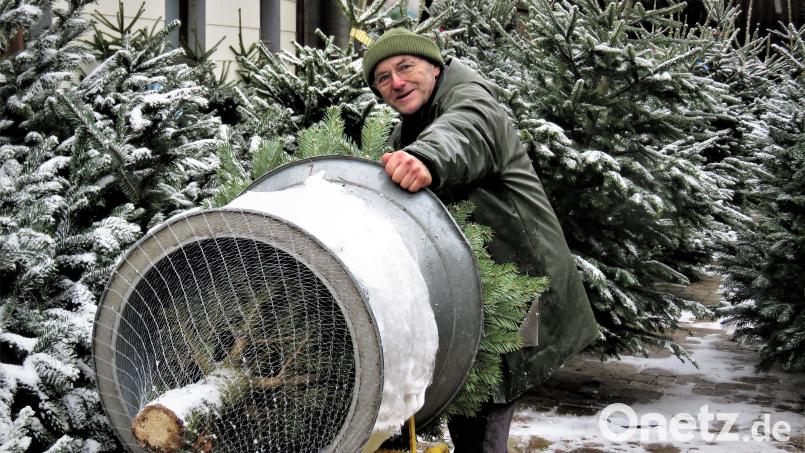 Lorenz Schön vom Gutbauernhof in Schönficht "tütet", wie er sagt, in diesem Jahr sehr viele besonders große Bäume ein. Er vermutet, der Trend gehe entweder wieder zum prachtvollen Christbaum wie einst zu Großmutters Zeiten oder zum Baum auch als Außendekoration. Bild: ubb