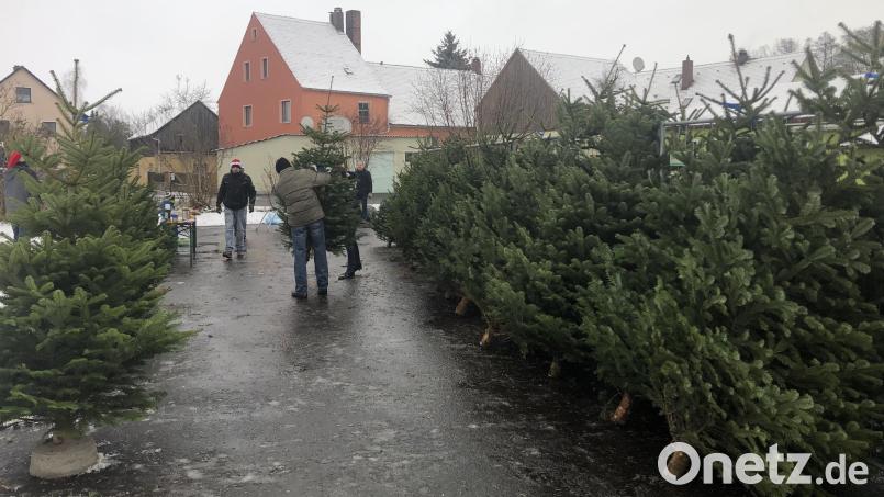 Die Luher Siedler haben jede Menge Christbäume im Angebot. Der Erlös ist für einen guten Zweck. Bild: mld