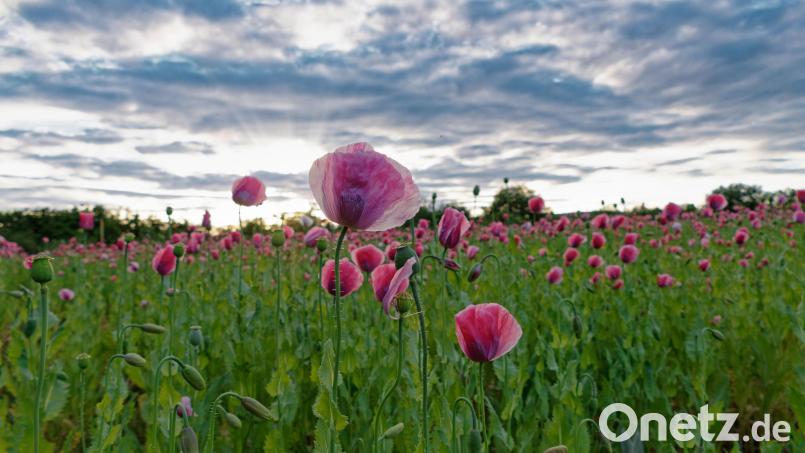 Dieses Feld hätte einst durchaus Pate für Claude Monets impressionistische Mohnblumengemälde stehen können. Bild: tr