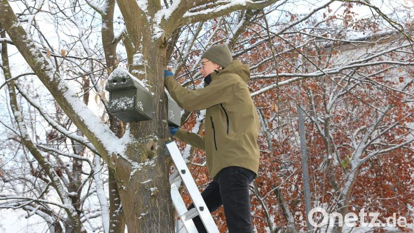 Justus Hornung, Student der Bio- und Umweltverfahrenstechnik, beim Aufhängen der Nistkästen Bild: Wiesel/OTH Amberg-Weiden/exb