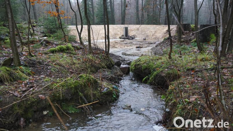 Dem lokalen Hochwasserschutz und dem Naturschutz dient der Regenrückhalteteich im Armesbergwald. Bild: bkr