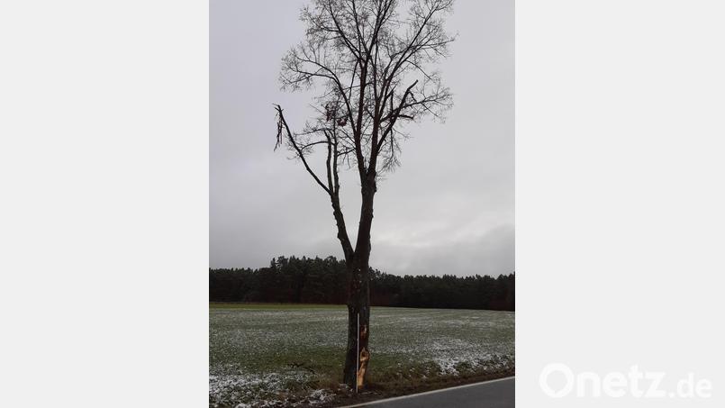 Die Linde bei Kaltenbrunn ist beschädigt worden. Bild: Georg Lang/Staatliches Bauamt/exb
