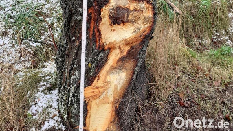 Die Linde bei Kaltenbrunn ist erheblich beschädigt worden. Nun sind Zeugen gesucht. Bild: exb