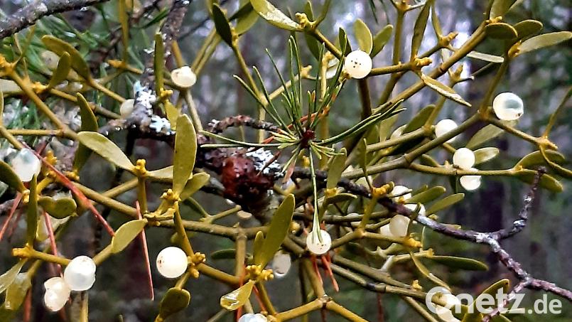 Eine Mistel auf einem Kiefern-Zweig im Pressather Wald am Stadtrand von Weiden. An der Stelle, an welcher der Mistelkern an der Kiefernrinde kleben blieb und sich die Mistel nun in das Holz bohrt, ist eine Verdickung des Zweiges zu erkennen. Bild: Wolfgang Winter/exb