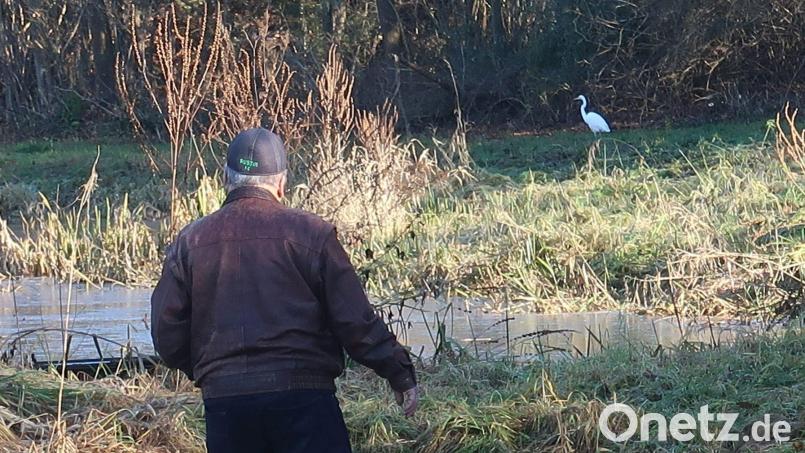 Ein Silberreiher stakst an den Gestaden des Freizeitweihers in Vilseck. Bild: rha