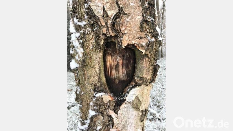 Wer mit offenen Augen spazieren geht , kann ein Herz in einem Baum entdecken. Bild: rgr