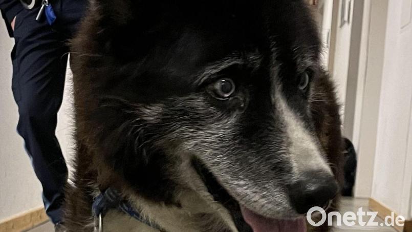 Dieser Hund durfte sich bei der Polizei aufwärmen. Bild: Polizeiinspektion Amberg