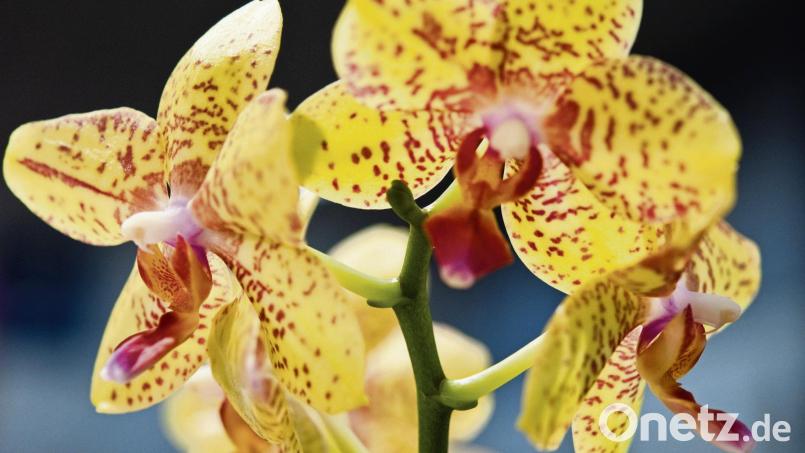 Damit eine Orchidee auch zu Hause blüht wie beim Gärtner, sollte die Pflanze im Winter an einem möglichst sonnigen Platz stehen. Bild:  Andrea Warnecke/dpa