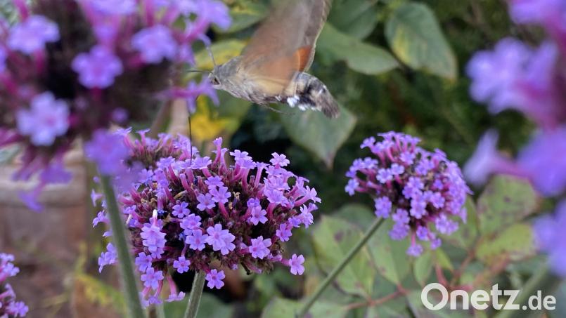 Die lila Blüten ziehen das Taubenschwänzchen magisch an. Bild: dob