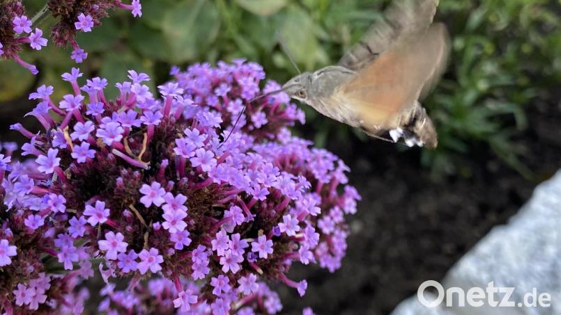 Die lila Blüten ziehen das Taubenschwänzchen magisch an. Bild: dob