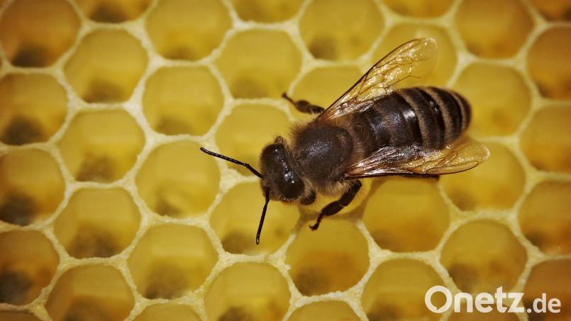 Eine Biene läuft in einem Bienenstock über die mit Honig gefüllten Waben. In Aschach (Landkreis Amberg-Sulzbach) wurden drei Bienenvölker gestohlen. Bild: Fredrik von Erichsen/dpa