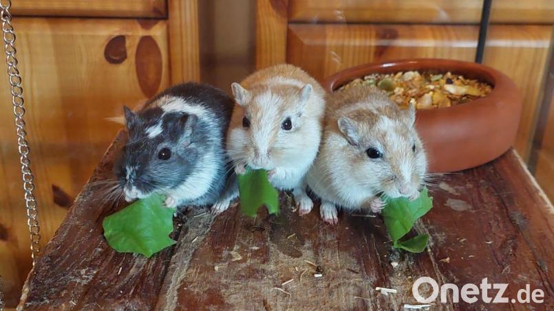 Die Rennmäuse-Jungs Babylou, Johnny und Waldemar (von links) wünschen allen Lesern einen guten Appetit zum Silvestermenü. Bild: blm