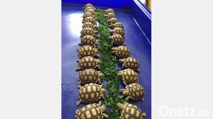 Wenn es ums Fressen geht, sind sie alle da: Edmund Schmid hat für seine jungen Schildkröten ein Buffet angerichtet. Bild: Edmund Schmid/exb