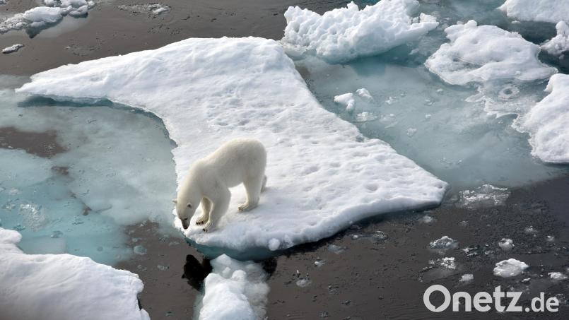 Jeder von uns kennt die Bilder von Eisbären, die auf Eisschollen treiben. Dass der Schutz unseres Klimas aber auch ein weites Berufsfeld erschließt, wissen nur wenige Schulabgänger. Bild: DigitUlf Mauder/dpa