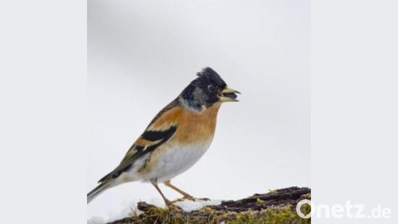Ein seltener Gast im winterlichen Garten - der Bergfink. Bild: Marcus Bosch/LBV-Bildarchiv/exb