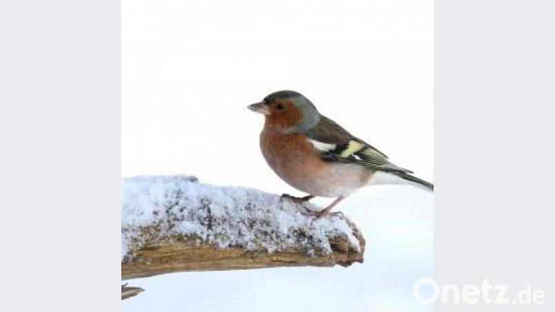 Ab und zu lässt sich auch der Buchfink im Garten blicken. Auch in diesem Winter? Bild: Frank Derer/LBV-Bildarchiv/exb
