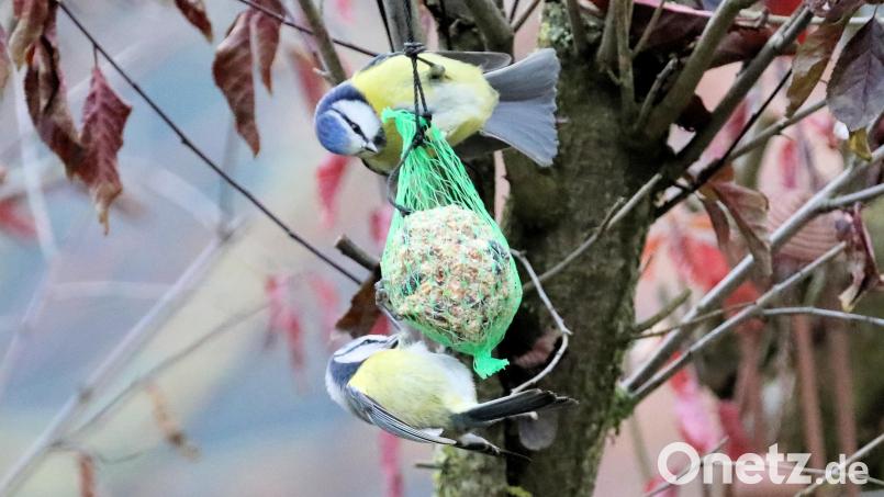 Im Winter ist es für die gefiederten Freunde nicht immer leicht, ausreichend Futter zu finden. Deshalb hängen in manchen Gärten Meisenknödel für freilebende Vögel, wie hier in einem Garten in Gleiritsch. Bild: akp