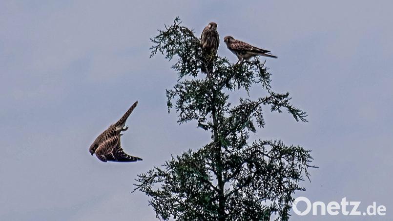 Nach dem Ausspähen erledigt der Turmfalke seine Beute im Sturzflug. Bild: Ludwig Brunner/exb
