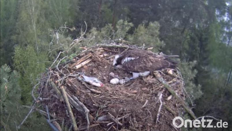 Das erste Adlerküken ist geschlüpft Bild: Stadt Eschenbach