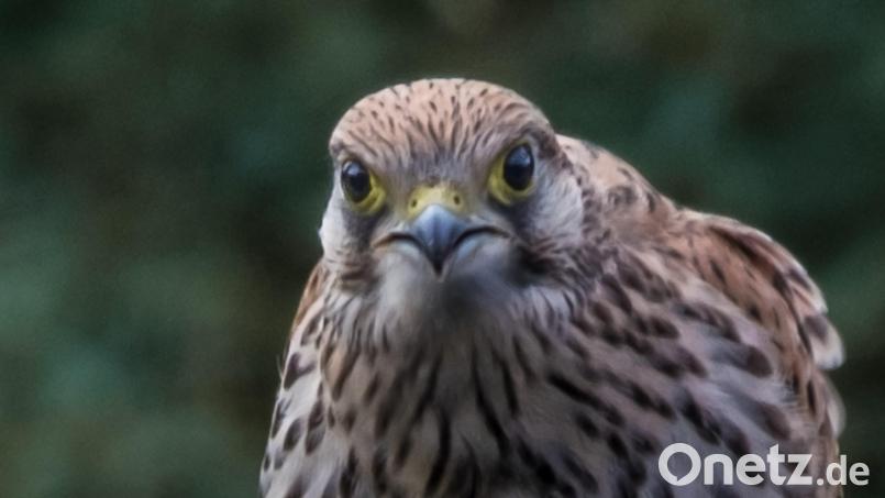 Auge in Auge mit einem Turmfalken saß der Hobbyfotograf Ludwig Brunner. Bild: Ludwig Brunner/exb