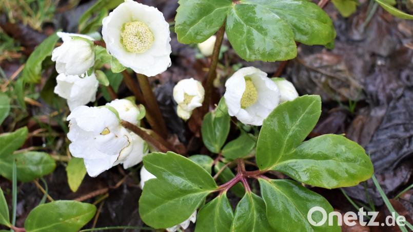 Diese Christrose hat es geschafft und sich nach knapp einem Jahr ins Leben zurück gekämpft. Bild: rgr