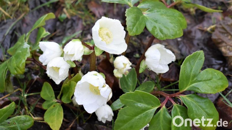 Diese Christrose hat es geschafft und sich nach knapp einem Jahr ins Leben zurück gekämpft. Bild: rgr