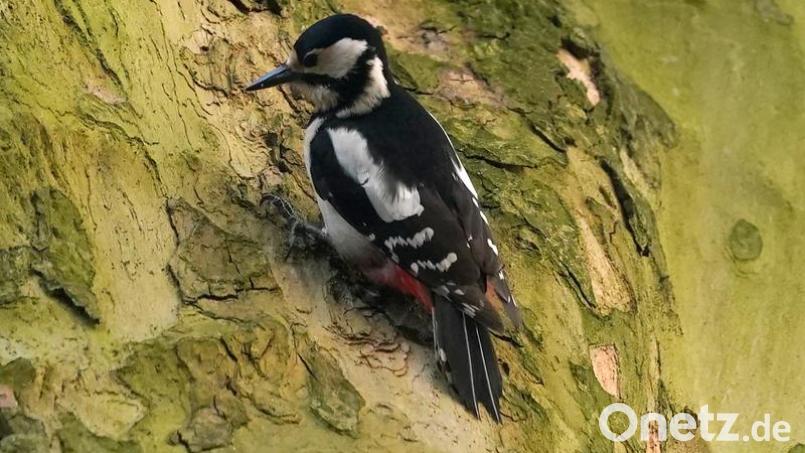 Für die Zählaktion „Stunde der Wintervögel“ hat der Landesbund für Vogelschutz (LBV) erste Zwischenergebnisse für Bayern veröffentlicht. Bild: Marcus Brandt