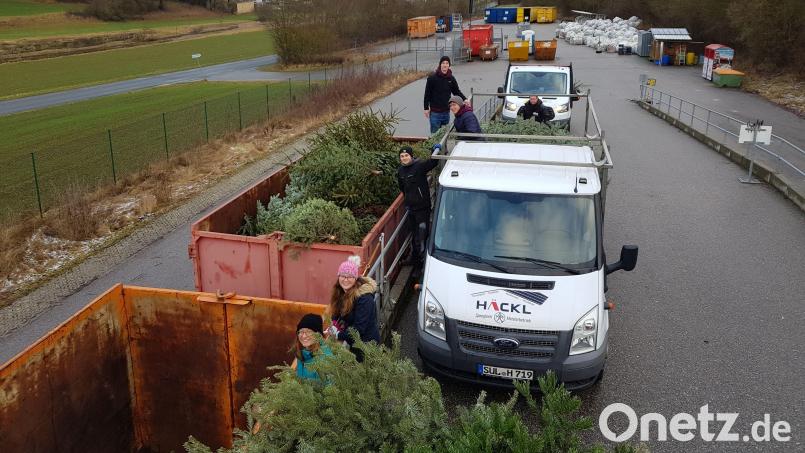 Mehr als 100 Christbäume brauchen Platz: Im Wertstoffhof hat die grüne Fracht eineinhalb Container gefüllt. Bild: Tobias Gräf