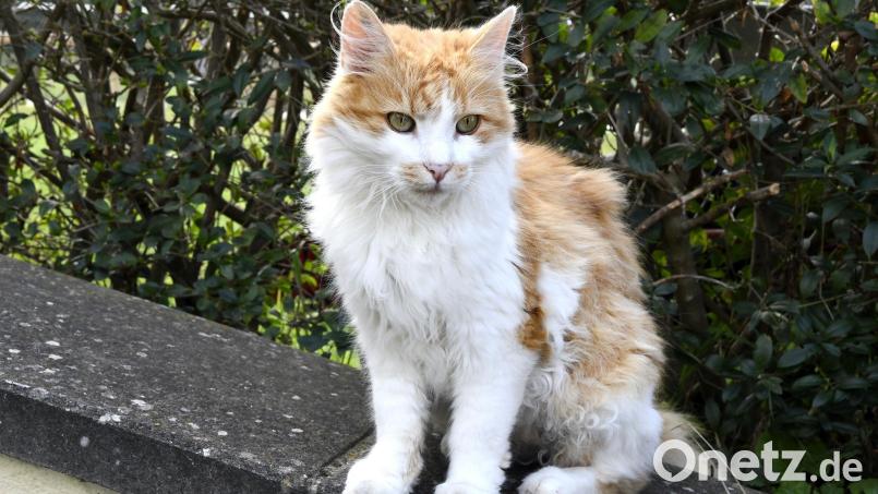 Das Veterinäramt Neustadt appelliert an alle Halter von Katzen mit Freigang, diese rechtzeitig vor dem kommenden Frühjahr kastrieren zu lassen. Symbolbild: Petra Hartl