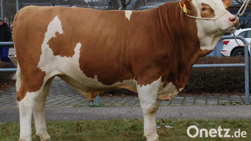 Der Betrieb Götz GbR aus Großalfalterbach im Landkreis Neumarkt züchtete diesen „Mcgyver“-Sohn (Kat. Nr. 7), der zum Prüfeinsatz von der Bayern-Genetik GmbH erworben wurde. Bild: RZO/exb