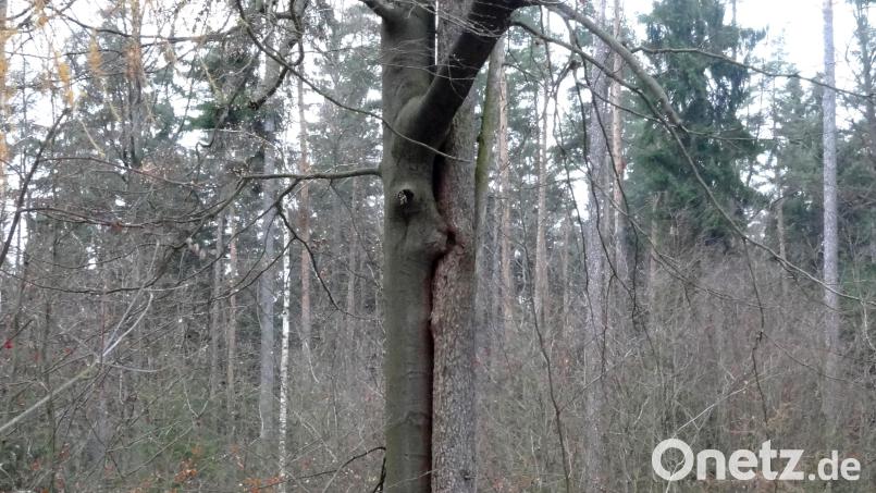 &quot;Zusammenhalten&quot; betitelt Erwin Otte seine Fotografie von zwei ungewöhnlich verwachsenen Bäumen. Bild: Erwin Otte/exb