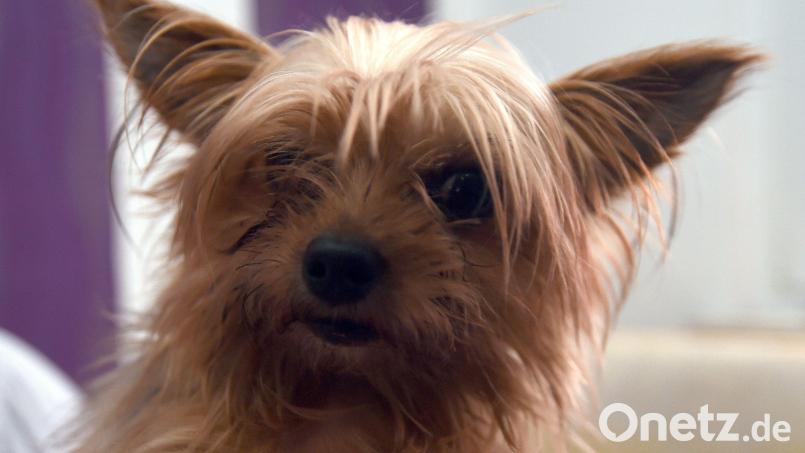 Ein Yorkshire-Terrier – hier ein Symbolbild – büxte am Sonntagnachmittag in Schwandorf aus. Der Besitzer konnte seinen Hund bald darauf im Tierheim abholen. Symbolbild: Carmen Jaspersen/dpa
