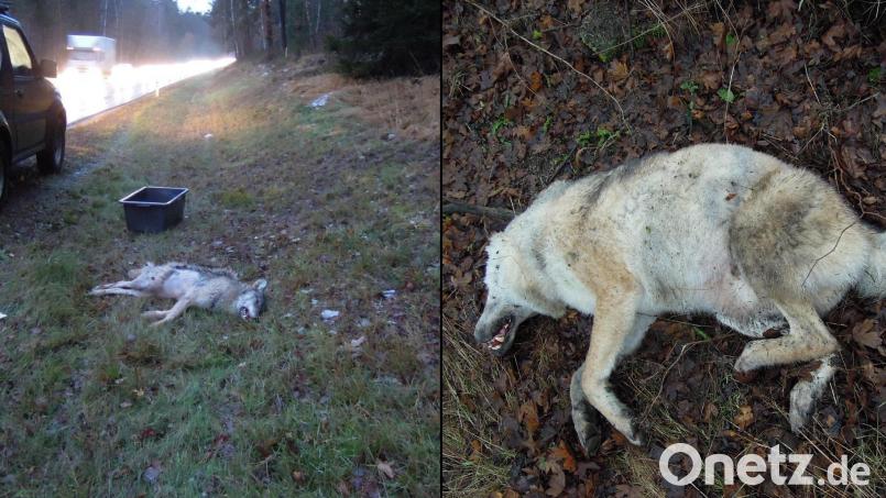 Links der am 01. Dezember überfahrene Jungwolf, rechts sein Vater, der am 13. Dezember auf der Staatstraße zwischen Weiden und Mantel gefunden wurde. Bild: Marina Gube