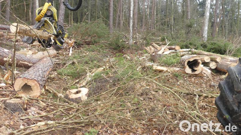 Sichtbar weit fortgeschritten war die Kernfäule an diesen Stämmen im Waldstück am Rußweiher. Bild: rn