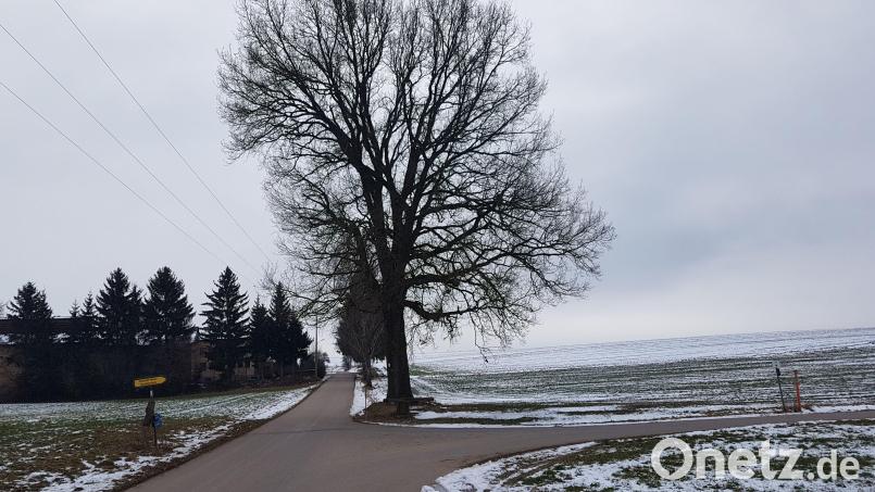 Das Stromkabel soll nicht zu nahe an der über 100 Jahre alten Eiche vorbeigeführt werden. Bild: gi
