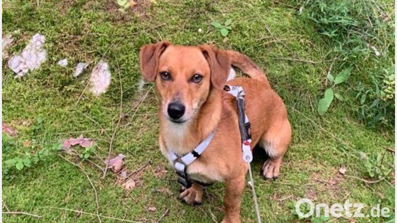 Auch für Mischlingshund Rudi, der im Ortsteil Grünlas sein Zuhause hat, wird sein Herrchen ab 2022 fünf Euro mehr an Hundesteuer zahlen müssen. Umgerechnet sind das 42 Cent im Monat. Bild: soj