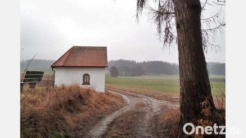 Eine Mehrheit sprach sich gegen die Fällung einer Lärche nahe Wondreb aus. Bild: Peter Schön/Stadt Tirschenreuth/exb