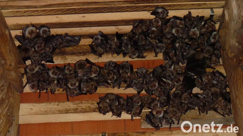 151 Fledermäuse, davon 79 bräunliche Weibchen und 72 graue Jungtiere, wurden im Dachstuhl der Hahnbacher Pfarrkirche St. Jakobus gezählt. Bild: mma