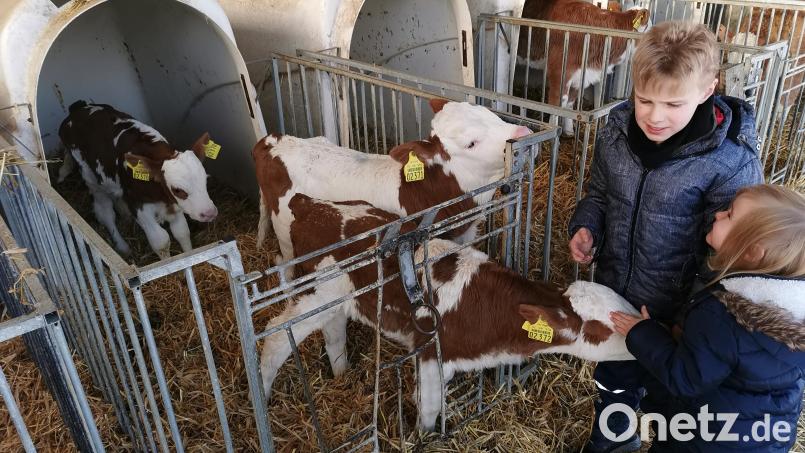 Keine Berührungsangst: Fabian und Amelie locken die Drillinge an. Fürs Pressefoto wurden die Kälbchen gemeinsam in einen Iglu gesperrt. Bild: Portner