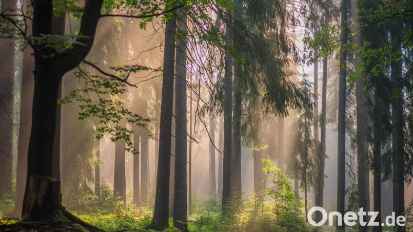 Der Naturpark Steinwald bietet vielen Tier- und Pflanzengesellschaften einen Lebensraum. Ein hauptamtlicher Geschäftsführer soll künftig dafür sorgen, dass dies auch weiterhin so bleibt. Um diesen zu finanzieren, wird von den angeschlossenen Gemeinden ein höherer Mitgliedsbeitrag fällig. Bild: Siegfried Steinkohl