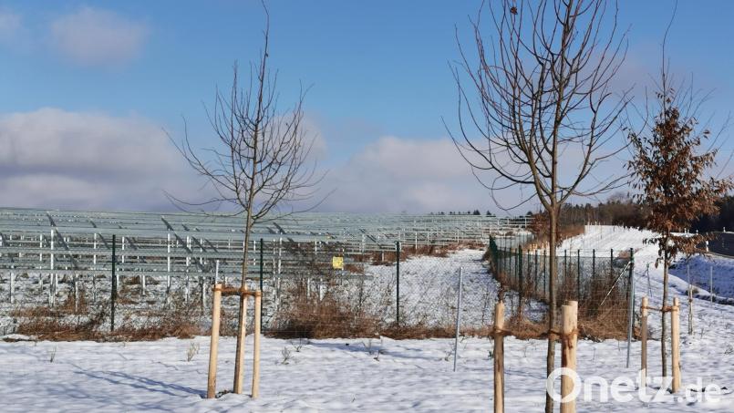 Beim Solarpark 1 an der Wildeppenrieder Straße fehlen noch immer die Module für die Energiegewinnung. Die Eingrünung ist teilweise erfolgt. Bild: Portner