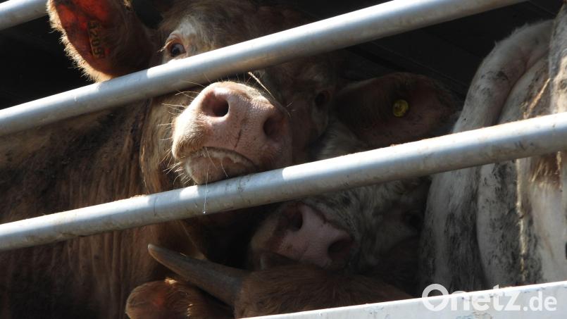 Das EU-Parlament unternimmt einen neuen Anlauf, um die Transportbedingungen für Tiere zu verbessern. Symbolbild: Animal Welfare Foundation/dpa