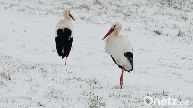 Unbeabsichtigt gut getarnt, scheinen die beiden Störche auf der Schneewiese bei Rothenstadt zu stehen. Bild: Gerhard Büttner