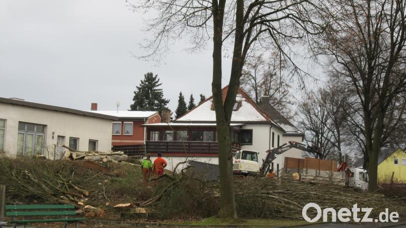 Auf dem Rotter-Areal an der Pfaffenreuther Straße sind Bäume gefällt worden. Bild: kgg